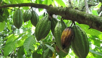 cacao de paria