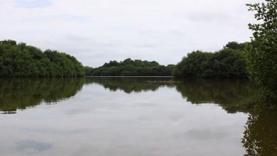 laguna de tacarigua 2