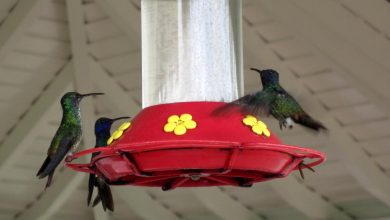 Colibríes